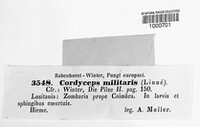 Cordyceps militaris image